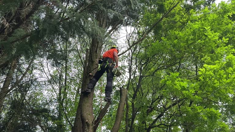 How Our Tree Care Process Works  in  Shoshone, ID